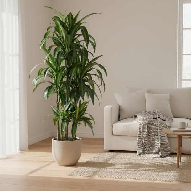 Dracaena Hawaiiana Carrousel - 150 cm - ø31