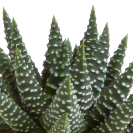 Gasteria/Haworthia mix 5,5cm - zonder pot - 5x