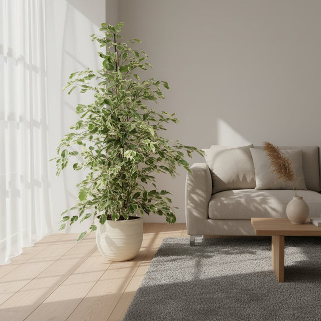 Ficus benjamina Twilight