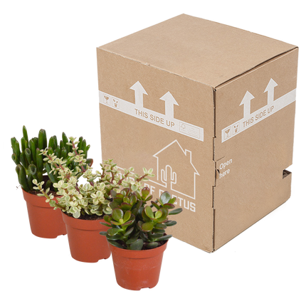 Crassula mix 8.5 cm - zonder pot - 3x
