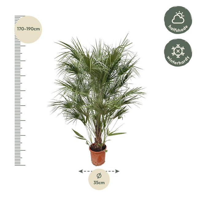 Chamaerops Humilis (zonder sierpot) - Dwergpalm - 170cm - Ø30cm - Grote kamerplant