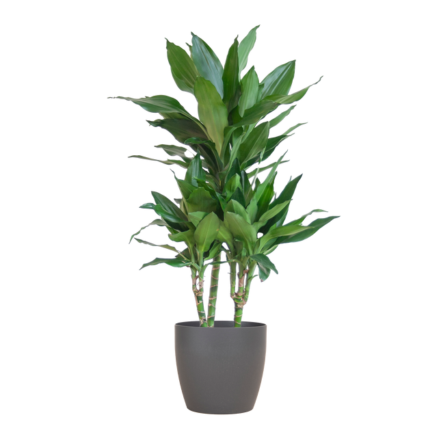 Dracaena Janet Lind - Dracaena fragrans - Ø21cm - ↕95cm - Inclusief Elho Vibes Fold Round Grijs Ø22cm