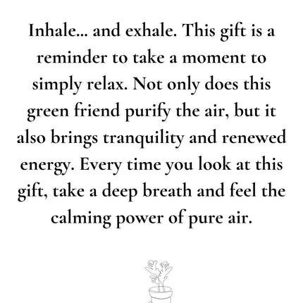 Nephrolepis Green Lady 'Breath' - Ø12cm - ↕35cm - Met Wenskaart