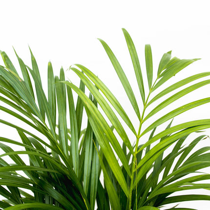 Dypsis Lutescens (Areca palm) 150 cm - ø24