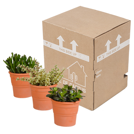 Crassula mix 10,5 cm - 3x - in terracotta pot