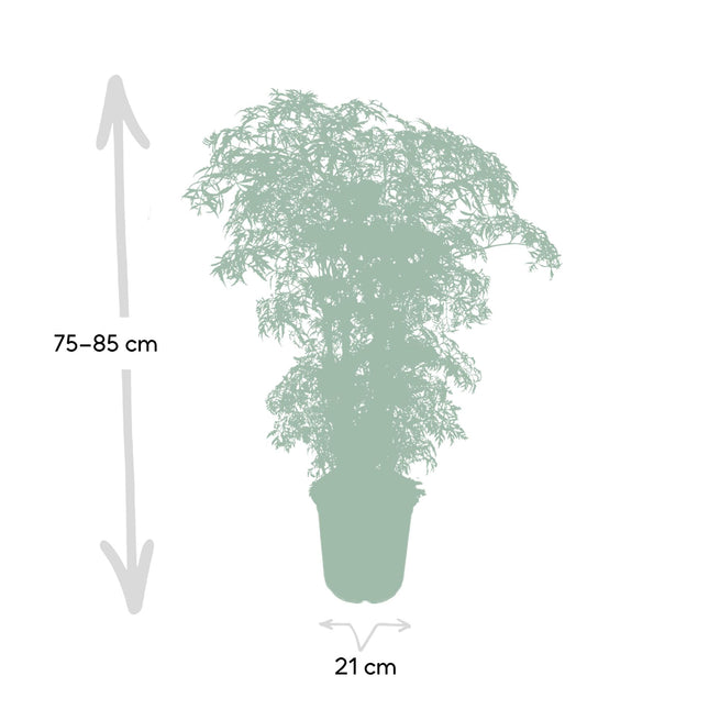 Polyscias Fruticosa (zonder sierpot)