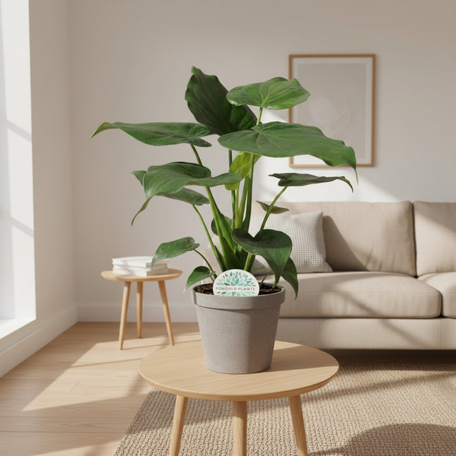 Alocasia Cucullata - Ø21cm - ↕80cm