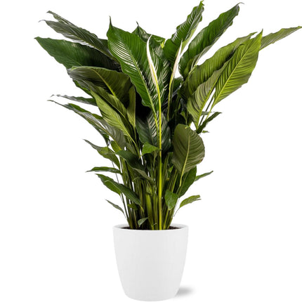 Spathiphyllum Sweet Sebastiano - Ø24cm - ↕110cm + Pot Brussels D25x23cm - Wit