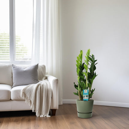 ZZ plant (Zamioculcas Zamiifolia) - Ø17cm - ↕65cm