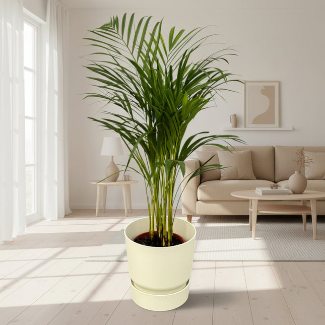 Areca palm - ↨85cm - Ø19cm inclusief elho Greenville Round wit D24xH23
