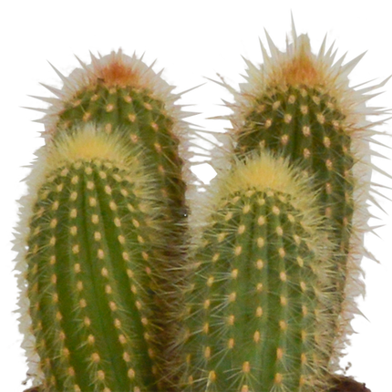 Cereus mix 10,5cm - 3x - zonder pot