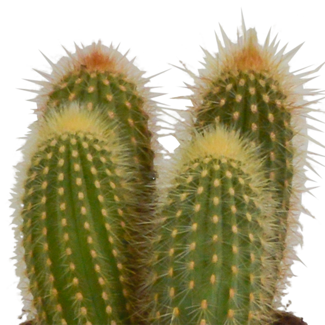 Cereus Mix - 10,5 cm - 3 stuks (zonder sierpot)