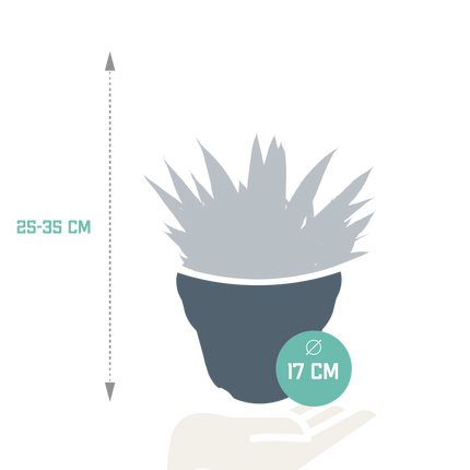 Gasteria 'd Due 17cm