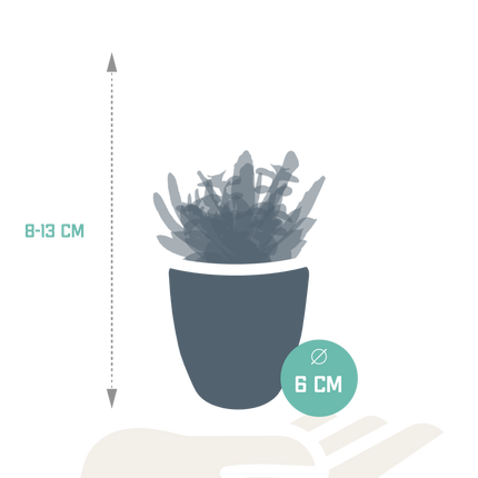 Vetplanten mix 5.5 cm - 5x - in witte pot