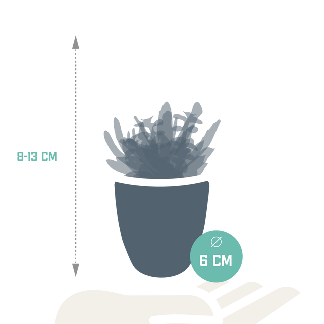 Vetplanten mix 5.5 cm - 5x - in witte pot