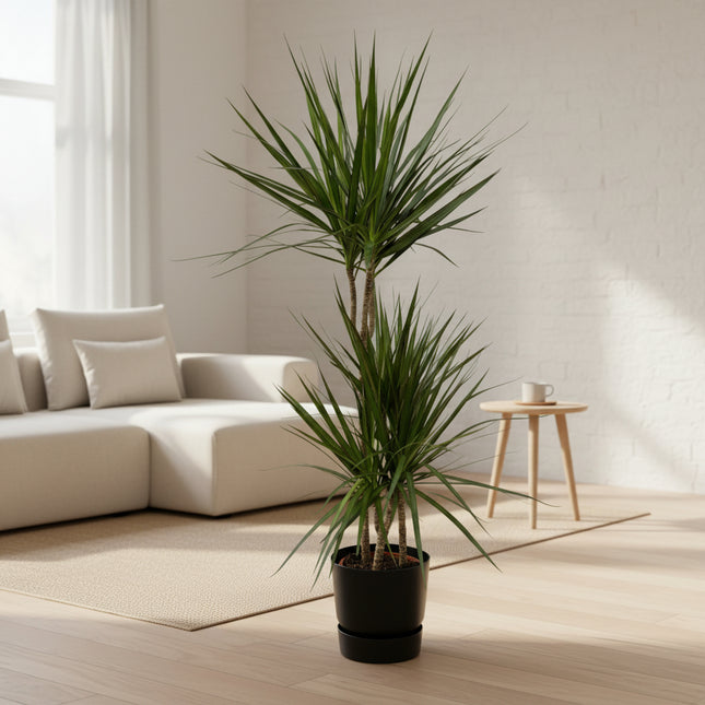 Dracaena Marginata - ↨120cm - Ø21cm