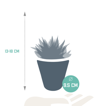 Gasteria/Haworthia mix 8,5cm - 3x - in witte pot