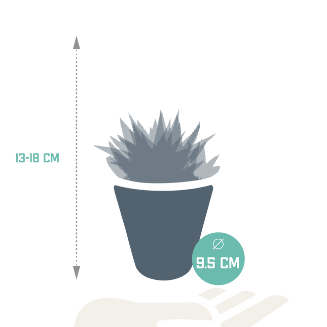 Gasteria/Haworthia mix 8,5cm - 3x - in witte pot