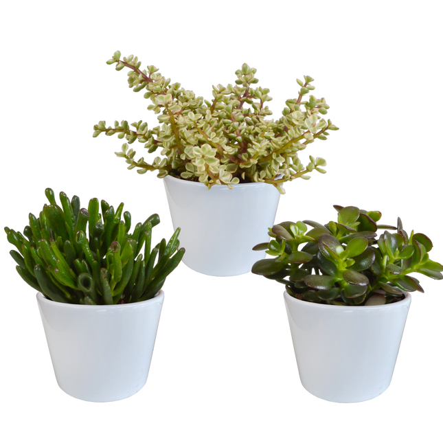 Crassula mix 10,5 cm - 3x - in witte pot
