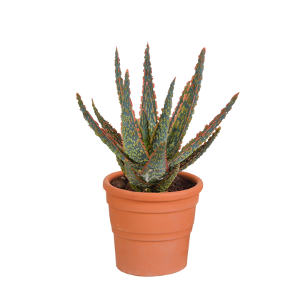Aloë zebrina Dannyz 10,5cm - in terracotta pot