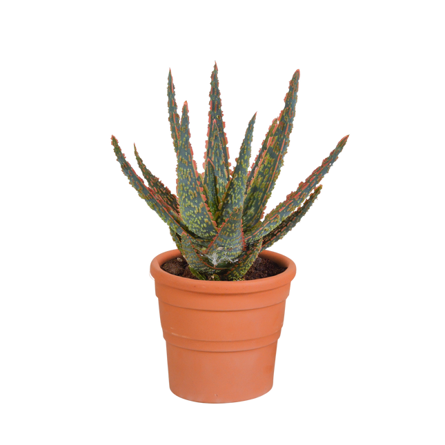 Aloë zebrina Dannyz 10,5cm - in terracotta pot
