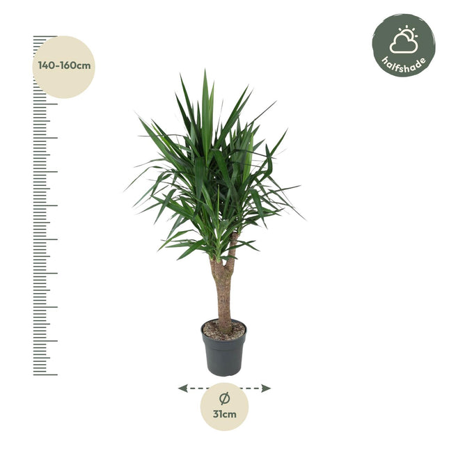Yucca Elephantipes Vertakt Ø31cm ↕150cm – Palmlelie Grote Makkelijke Kamerplant (zonder sierpot)