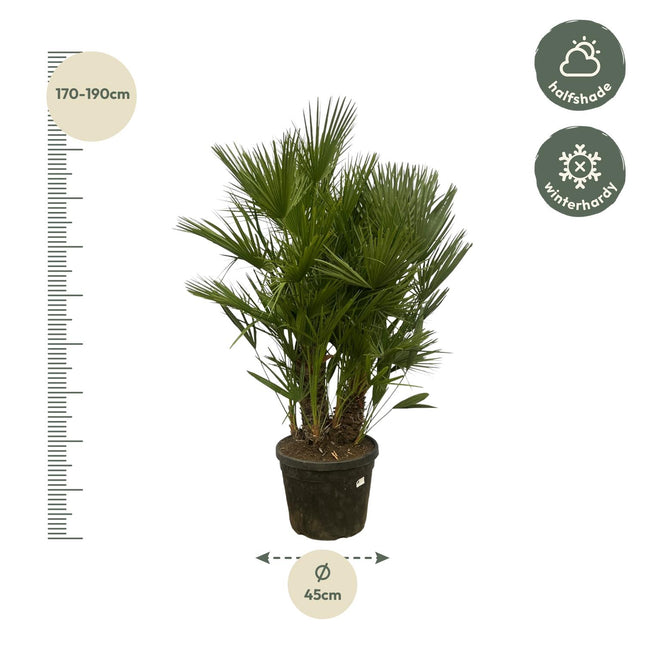 Chamaerops Humilis Multi Stam (Dwergpalm) - Ø45cm - ↕160-180cm (zonder sierpot)