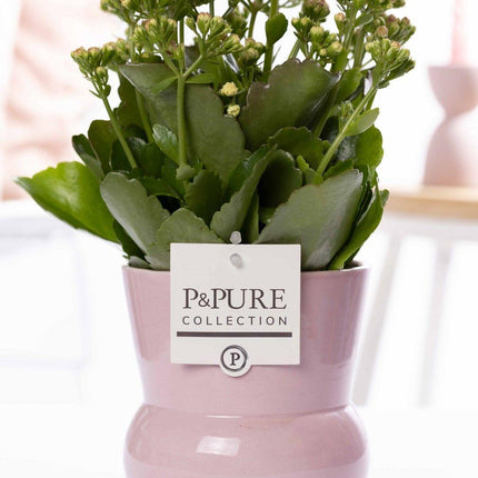 Kalanchoe Pink - Roze Kalanchoë in Roze Plant Vase - Premium Kamerplant - Ø12cm