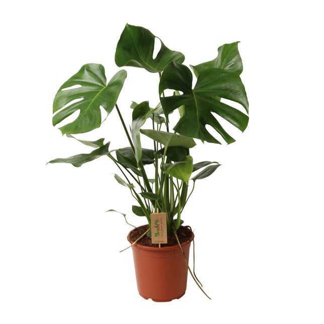 Monstera Deliciosa Ø21cm ↕60cm (zonder sierpot)