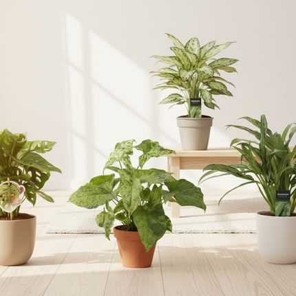 Monstera obliqua 'Monkey Leaf' - 25 cm - ø12 - Aglaonema Juliette - 40 cm - ø12 - Syngonium Mottled - 25 cm - ø12 - Aglaonema Cutlass - 40 cm - ø12