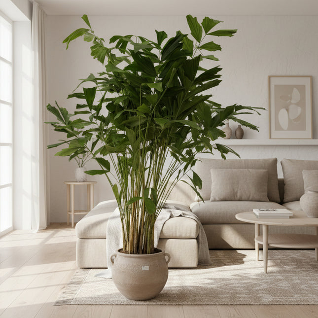 Caryota Mitis 250 cm