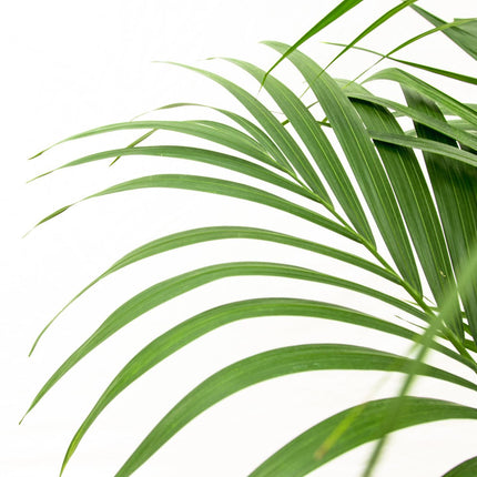 Kentia palm - 160cm - Ø24