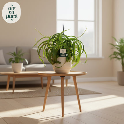 Chlorophytum Com' Green Bonnie' Air So Pure® - Ø19cm - ↕60cm