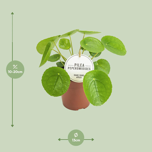 Pilea Peperomioides (zonder sierpot) - Pannenkoekplant - Ø13cm - ↕20cm - Makkelijke kamerplant
