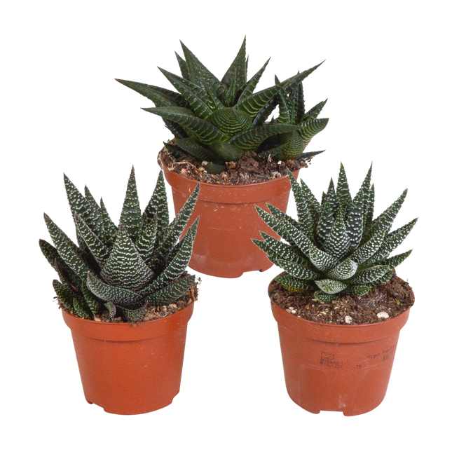 Gasteria/Haworthia mix 8,5cm - 3x - zonder pot