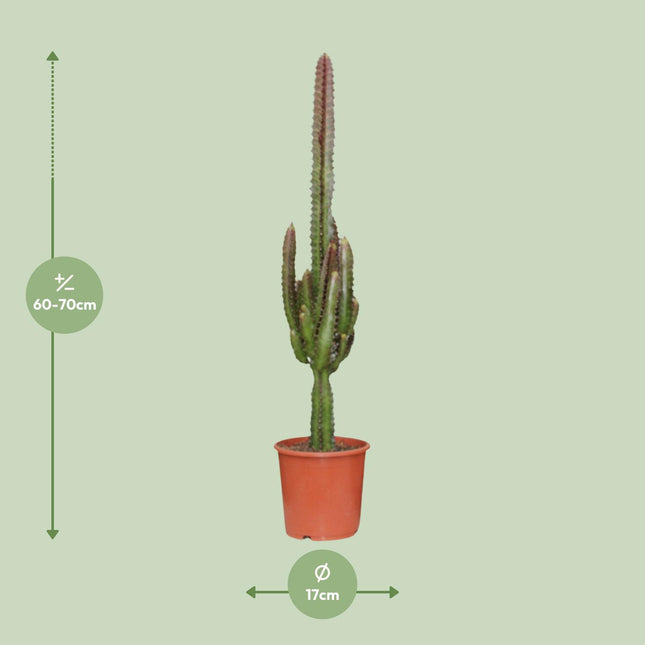Rode Wolfsmelk - Euphorbia Trigona Rubra - Cactusachtige Succulent - Ø17cm - ↕70cm (zonder sierpot)