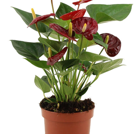 Anthurium Calon In Transparant Sleeve - Ø12cm - ↕36cm