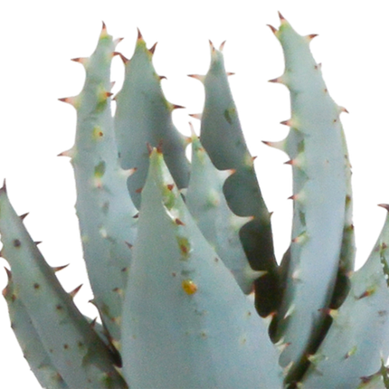 Gasteria/Haworthia mix 5,5cm - in witte pot - 5x