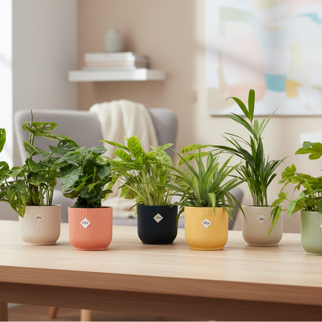6 planten inclusief elho Vibes Fold Round Ø14 kleurenmix