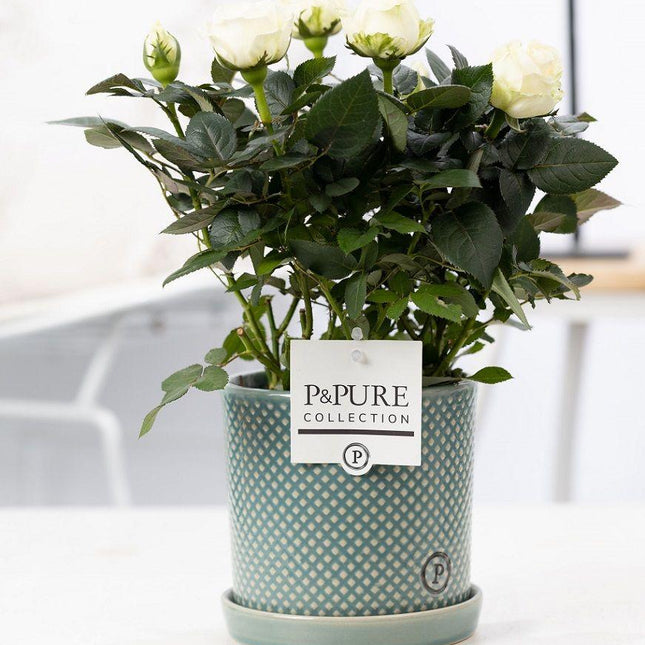 Mini-Roos Wit - Rosa sp. in P&Pure Keramische Pot - Ø12cm - ↕30cm