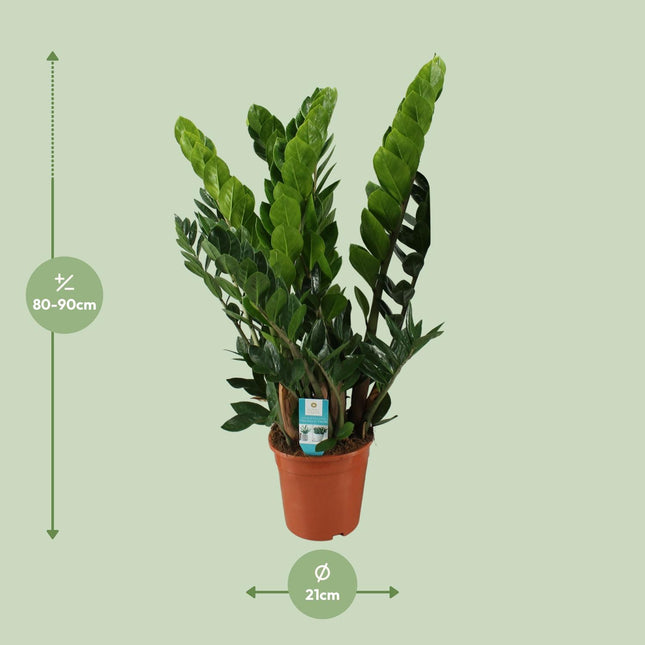 Zamioculcas (Zamioculcas zamiifolia) - ↕80 cm - Ø21 cm (zonder sierpot)