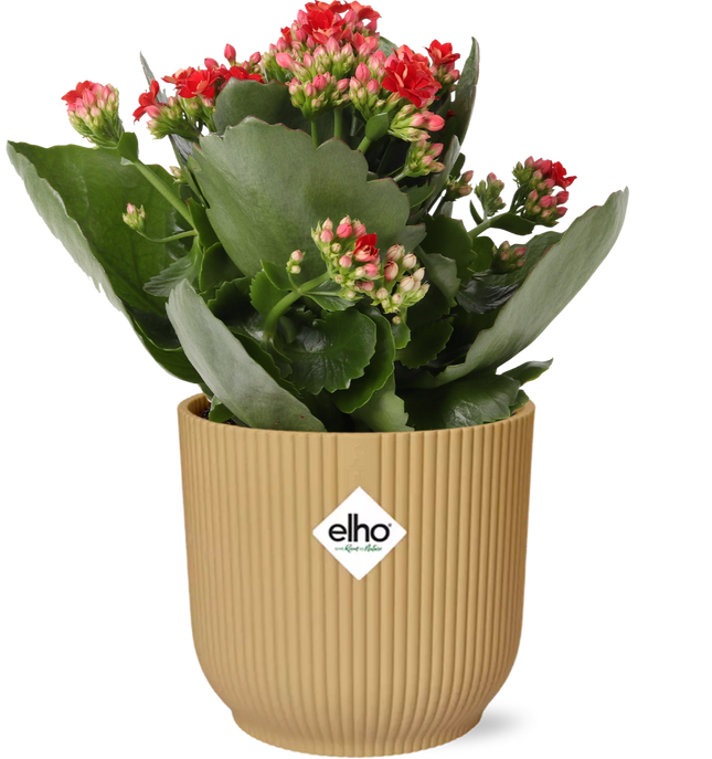 Kalanchoe Rosalina Don Justino Rood + ELHO Vibes Fold 14cm geel