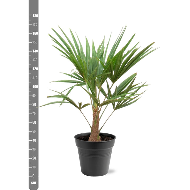 Trachycarpus Fortunei Ø21cm ↕90-100cm – Chinese Waaierpalm Grote Huisdiervriendelijke Kamerplant (zonder sierpot)