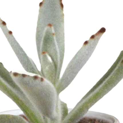 Cactus en vetplanten mix 5.5 cm | 15 stuks - in witte pot