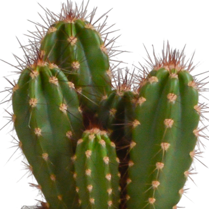 Cereus mix 10,5cm - 3x - in witte pot