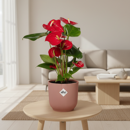 Anthurium Red 12cm in ELHO Vibes Fold 14cm roze