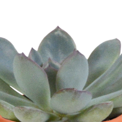 Cactus en vetplanten mix 5.5 cm | 15 stuks - in terracotta pot