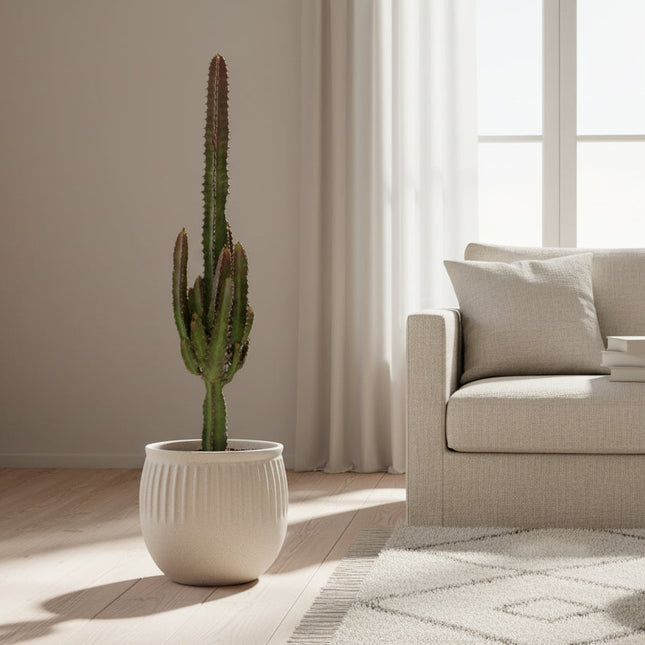Euphorbia Trigona Rubra