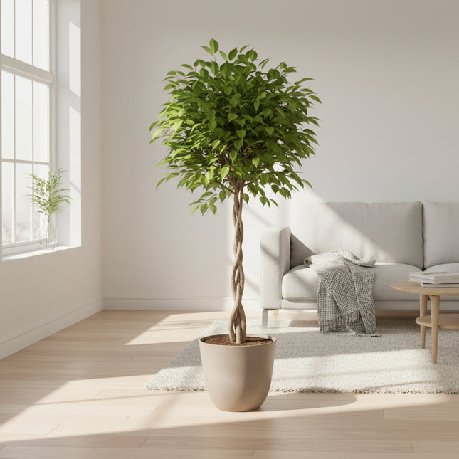 Ficus Benjamina Exotica 