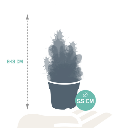 Cactus mix 5.5 cm - 10x - zonder pot